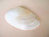 giant pearl mussel shelf half
